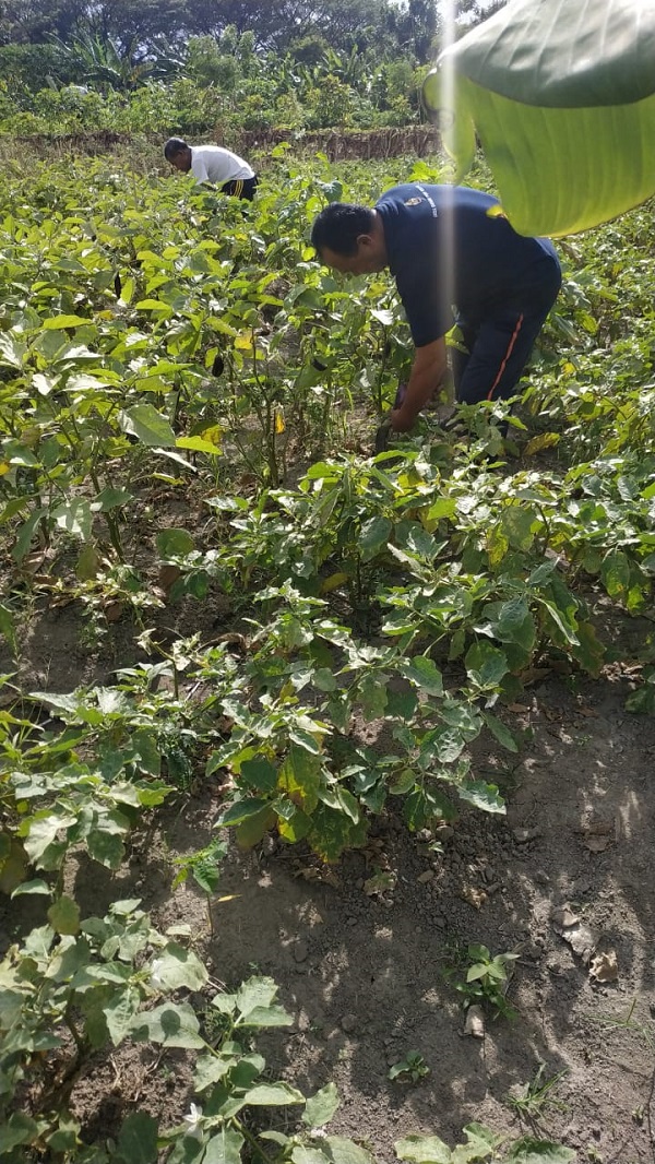 Program Padat Karya Nabati dan Hewani. Desa Dangin Puri Kelod Panen Sayur Terong