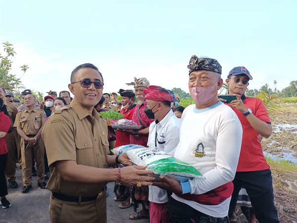 Tekan Laju Inflasi Pemkot Denpasar Gelar Panen Cabai Hingga Beri Subsidi Ke Petani