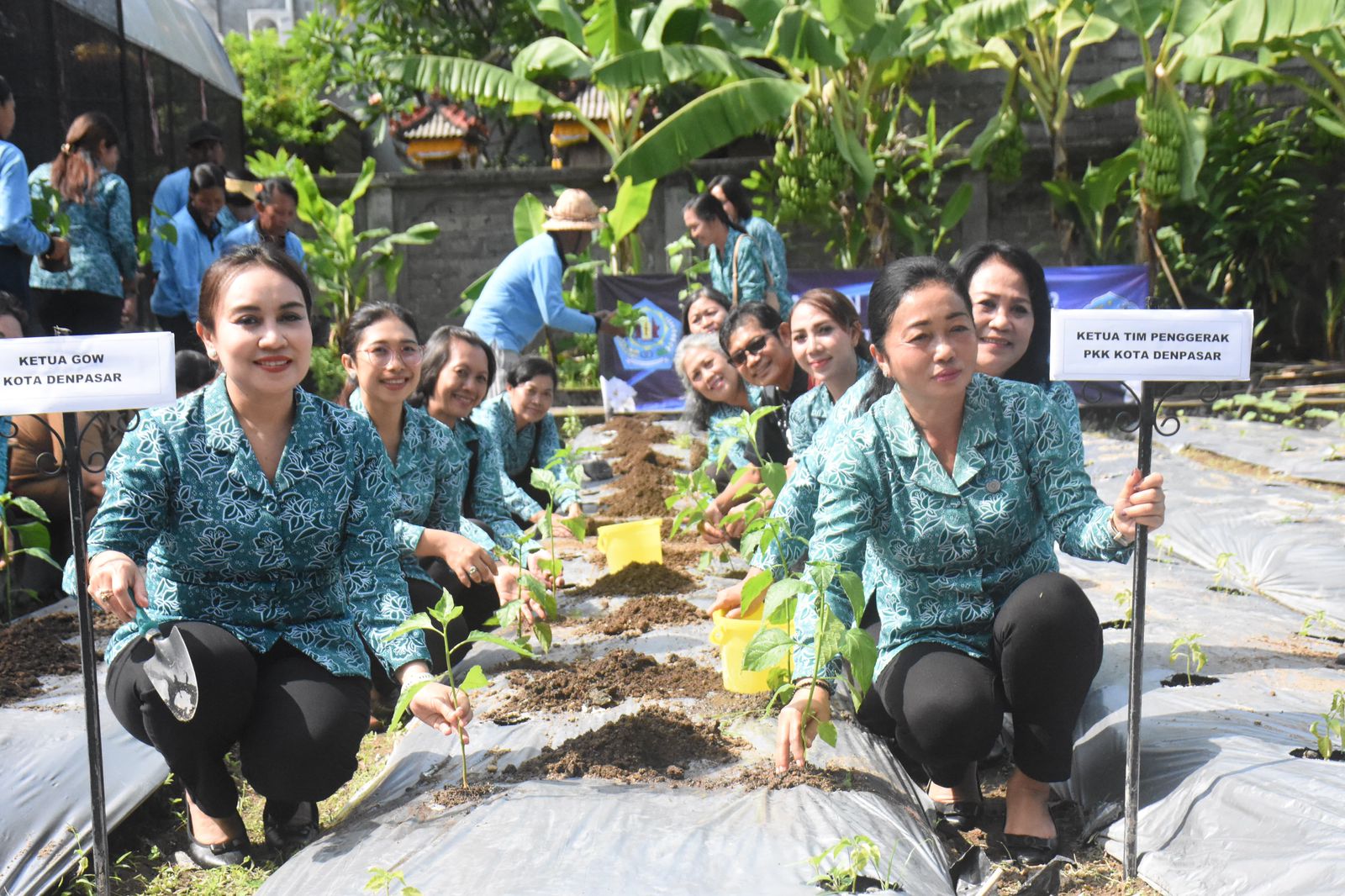 Lakukan Tanam Cabai Serentak, Ketua TP.PKK Kota Denpasar Dukung Penurunan Inflasi di Kota Denpasar 