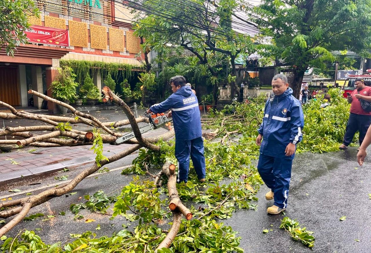 Cuaca Extrim Sebabkan Sejumlah Pohon Tumbang di Wilayah Denpasar 