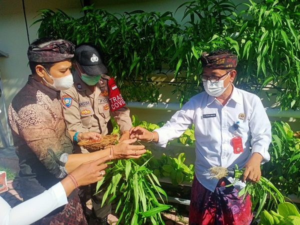 Panen Pangan, Desa Pemecutan Kaja Salurkan Kepada Masyarakat