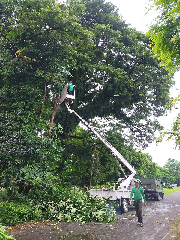 Musim Penghujan Awal Tahun Masih Terjadi, DLHK Denpasar Intensifkan Perompesan Antisipasi Pohon Tumbang