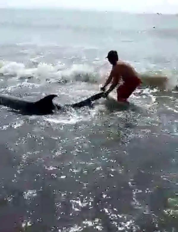 Relawan dan Balawista Denpasar Berhasil Selamatkan Lumba-Lumba Terdampar di Pantai Padanggalak Denpasar